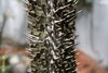 Didieraceae, Alluaudia montagnacii